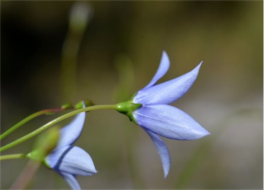 APII jpeg image of Wahlenbergia fluminalis  © contact APII