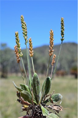 APII jpeg image of Plantago debilis  © contact APII