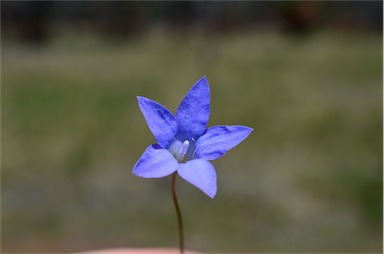 APII jpeg image of Wahlenbergia communis  © contact APII