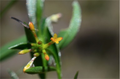 APII jpeg image of Pimelea strigosa  © contact APII