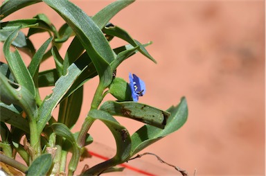 APII jpeg image of Commelina lanceolata  © contact APII