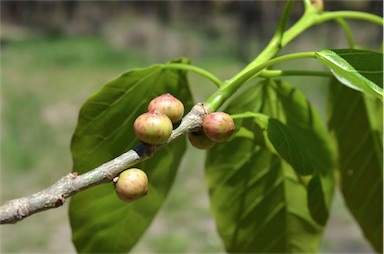 APII jpeg image of Ficus virens var. virens  © contact APII