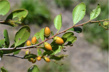 APII jpeg image of Diospyros humilis  © contact APII