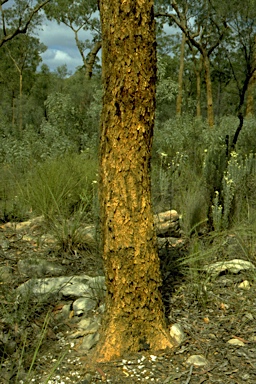 APII jpeg image of Corymbia leichhardtii aff.  © contact APII