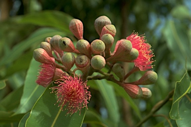 APII jpeg image of Corymbia ptychocarpa  © contact APII