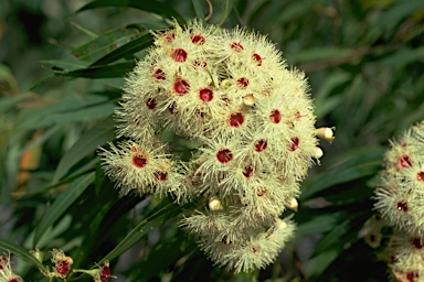 APII jpeg image of Corymbia rhodops  © contact APII