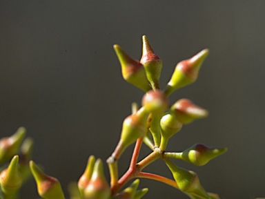 APII jpeg image of Eucalyptus dwyeri ? subsp. intercessa  © contact APII