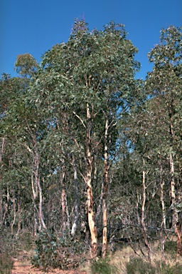 APII jpeg image of Eucalyptus elaeophloia  © contact APII