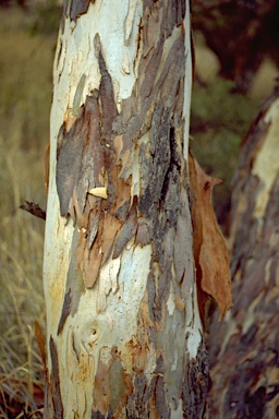 APII jpeg image of Eucalyptus fasciculosa  © contact APII