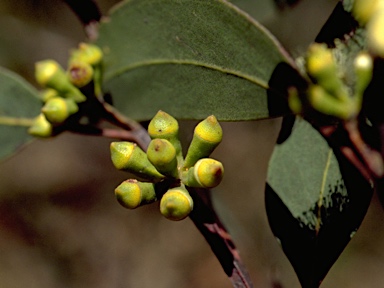 APII jpeg image of Eucalyptus langleyi  © contact APII