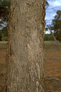 APII jpeg image of Eucalyptus microcarpa  © contact APII