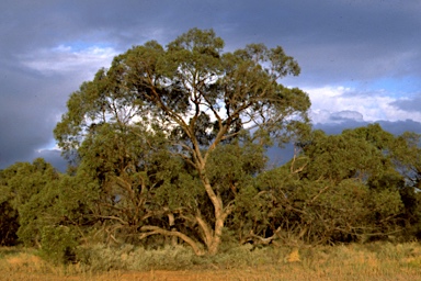 APII jpeg image of Eucalyptus porosa  © contact APII