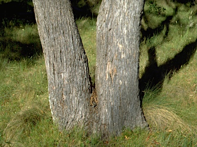 APII jpeg image of Eucalyptus radiata subsp. sejuncta  © contact APII