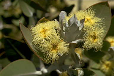 APII jpeg image of Eucalyptus pleurocarpa  © contact APII