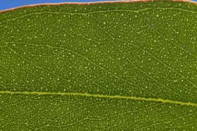 APII jpeg image of Eucalyptus microcarpa  © contact APII