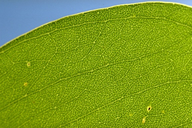 APII jpeg image of Eucalyptus polyanthemos subsp. vestita  © contact APII