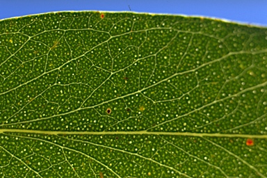 APII jpeg image of Eucalyptus radiata subsp. radiata  © contact APII