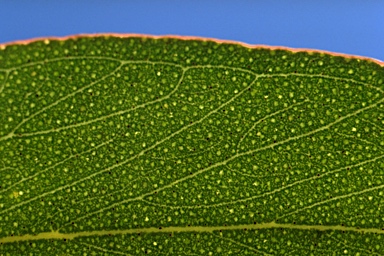 APII jpeg image of Eucalyptus triflora  © contact APII