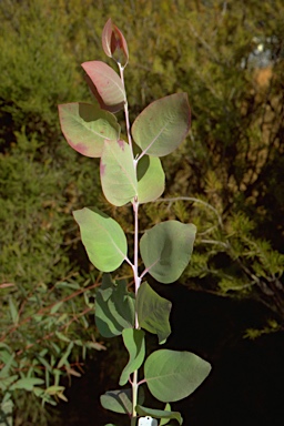 APII jpeg image of Eucalyptus glaucina  © contact APII