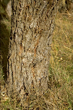 APII jpeg image of Eucalyptus yarraensis  © contact APII