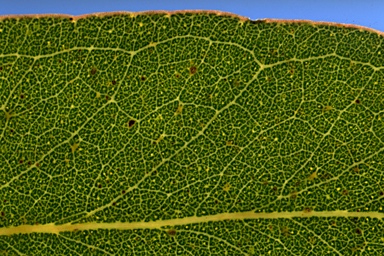 APII jpeg image of Eucalyptus leucoxylon subsp. leucoxylon  © contact APII