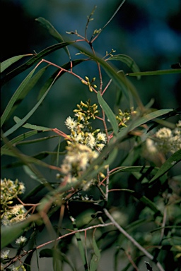 APII jpeg image of Eucalyptus woollsiana  © contact APII