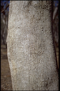 APII jpeg image of Eucalyptus albens  © contact APII