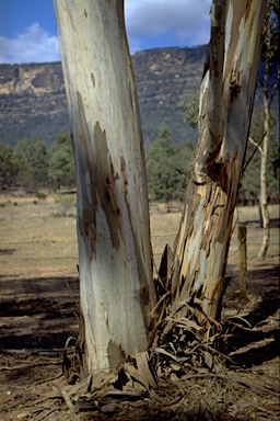 APII jpeg image of Eucalyptus dawsonii  © contact APII