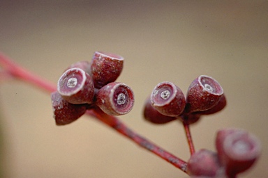 APII jpeg image of Eucalyptus oreades  © contact APII