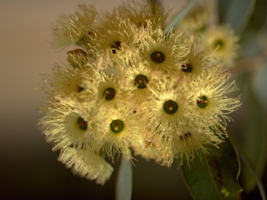 APII jpeg image of Eucalyptus caleyi subsp. caleyi  © contact APII