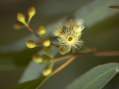 APII jpeg image of Eucalyptus x beyeri  © contact APII