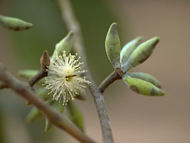 APII jpeg image of Eucalyptus albens  © contact APII