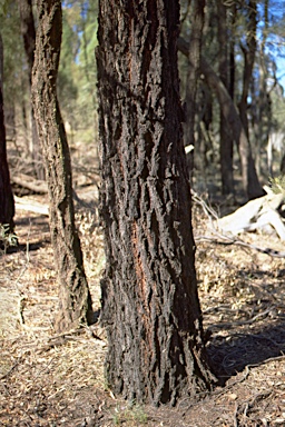 APII jpeg image of Eucalyptus sideroxylon  © contact APII