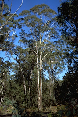 APII jpeg image of Eucalyptus deanei  © contact APII