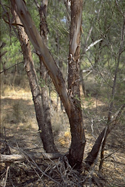 APII jpeg image of Eucalyptus bakeri  © contact APII