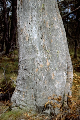 APII jpeg image of Eucalyptus campanulata  © contact APII