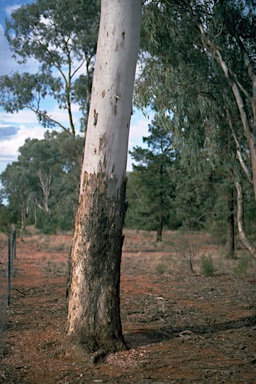 APII jpeg image of Eucalyptus intertexta  © contact APII