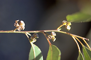 APII jpeg image of Eucalyptus quadrangulata  © contact APII