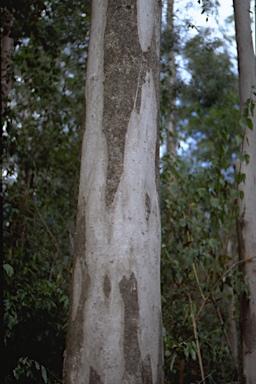 APII jpeg image of Eucalyptus propinqua  © contact APII