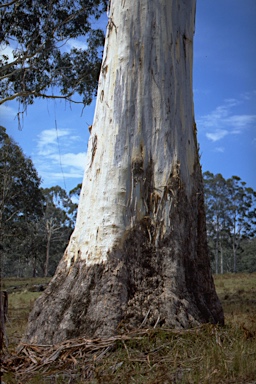 APII jpeg image of Eucalyptus dunnii  © contact APII