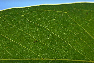 APII jpeg image of Eucalyptus eugenioides  © contact APII