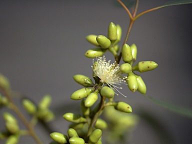 APII jpeg image of Eucalyptus tereticornis subsp. basaltica  © contact APII