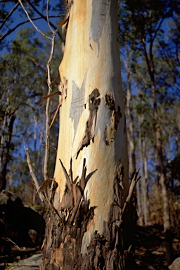 APII jpeg image of Eucalyptus deanei  © contact APII