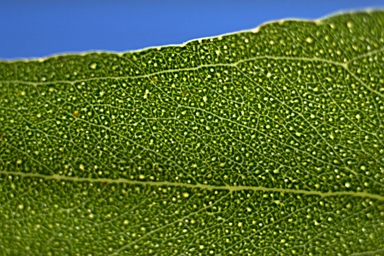 APII jpeg image of Eucalyptus largeana  © contact APII