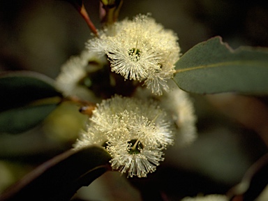 APII jpeg image of Eucalyptus langleyi  © contact APII