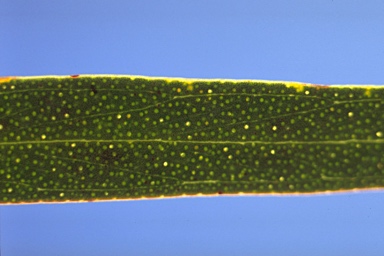 APII jpeg image of Eucalyptus moorei subsp. serpentinicola  © contact APII