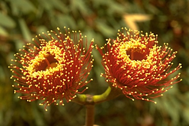 APII jpeg image of Eucalyptus pyriformis  © contact APII