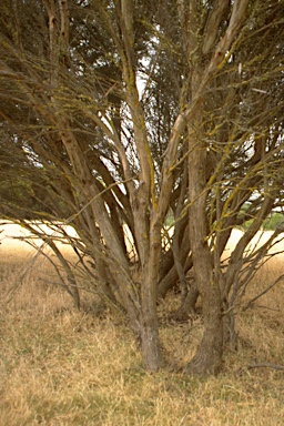 APII jpeg image of Eucalyptus cneorifolia  © contact APII