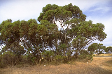 APII jpeg image of Eucalyptus behriana  © contact APII