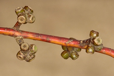 APII jpeg image of Eucalyptus phenax subsp. compressa  © contact APII